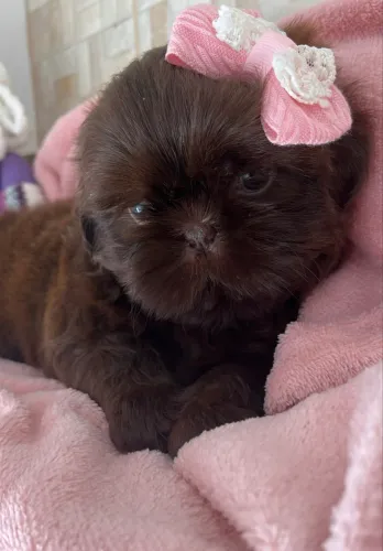 Shihtzu