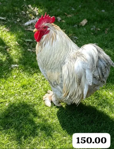 Galo mini cochim
