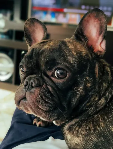 Buldogue Fêmea