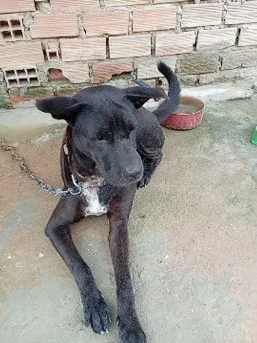 Estou doando uma cadela da raça sharpey