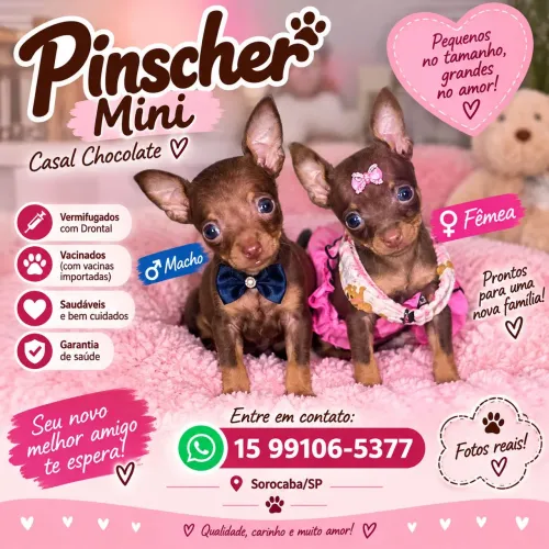 Mini pinscher fêmea e macho