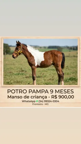 Potro 9 meses mangalarga pampa