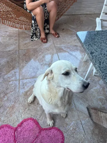 DOAÇÃO RESPONSÁVEL CACHORRO