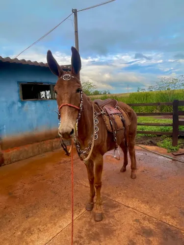 Mula de patrão pra venda