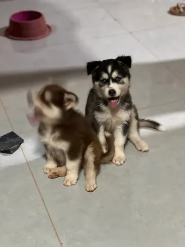 Husky siberiano 