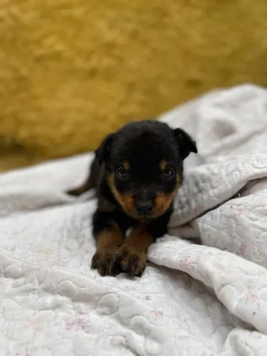 Filhote de rottweiler 