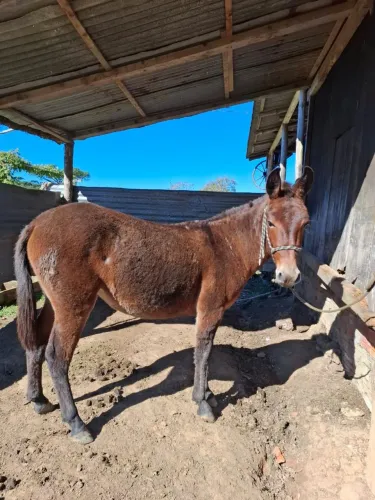 Vendo mula 