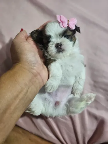 Shih Tzu/ Shitzu filhotinhos de companhia vacinados e com pedigree macho e fêmea