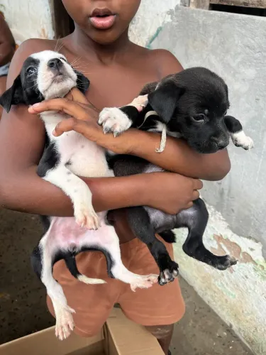 Cachorro 