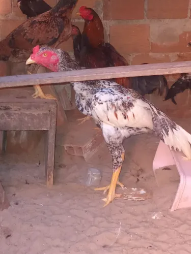 Frango de raça