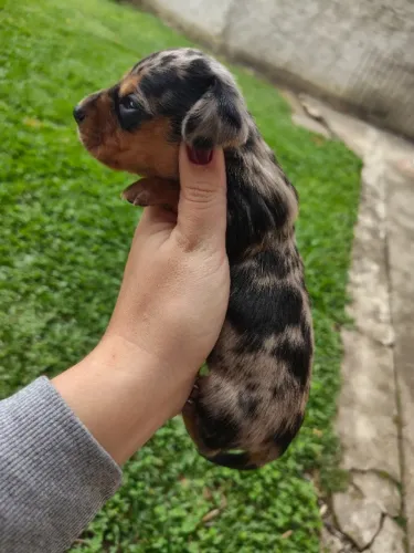 Filhotes Basset Macho