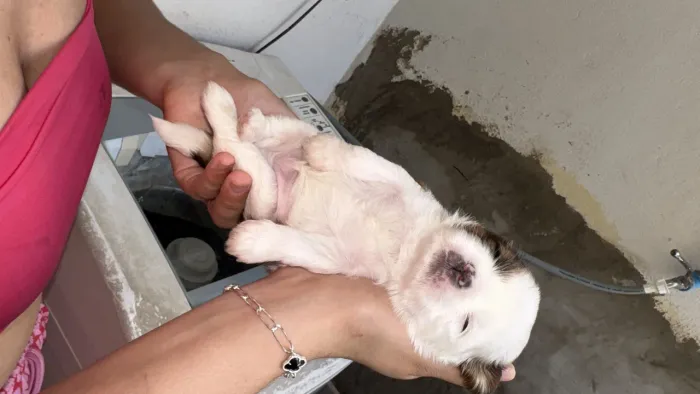 Vendo cachorro shitzu