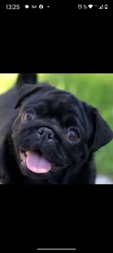 03 Pug Fêmeas 
