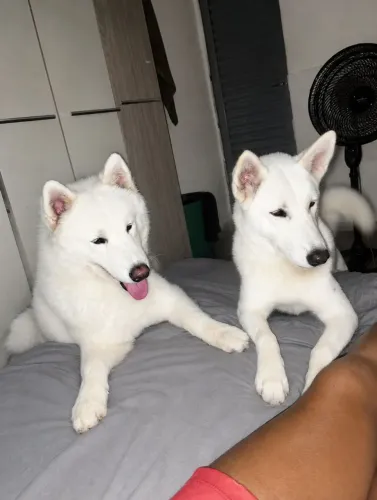 Filhotes de Akita com Husky 