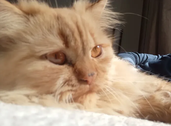 Casal de gato persa 