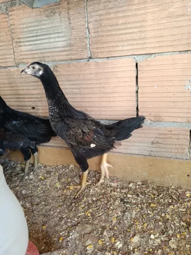 Franguinhos caipira