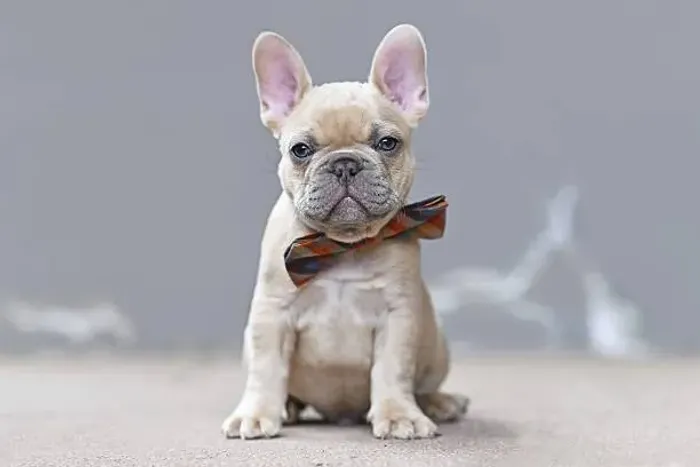 Bulldog Francês Muito Fofo ?