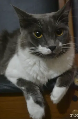 Gata fêmea 