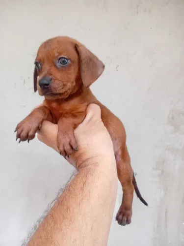 Cruzamento de Teckel salsicha com pinscher.