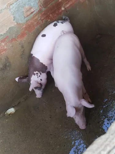 Casal leitão