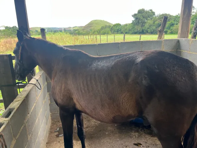 Cavalo Marcha Batida