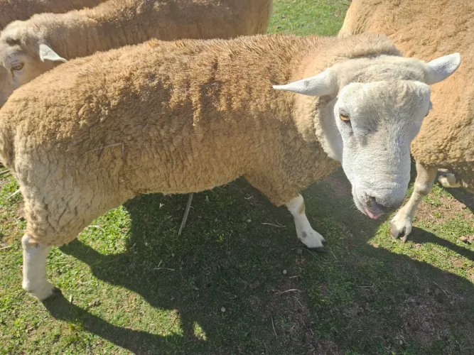4 Ovelhas Texel à Venda - 3 Fêmeas Possivelmente Prenhas + 1 Macho Reprodutor