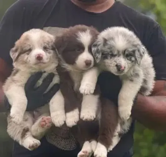 Border Collie | Temos a pronta entrega, filhotes inteligente e ativos
