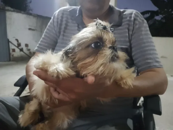 Cachorro 