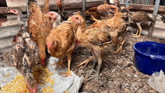 Franguinhos e Franguinhas caipira com índio gigante
