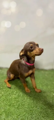 Pinscher