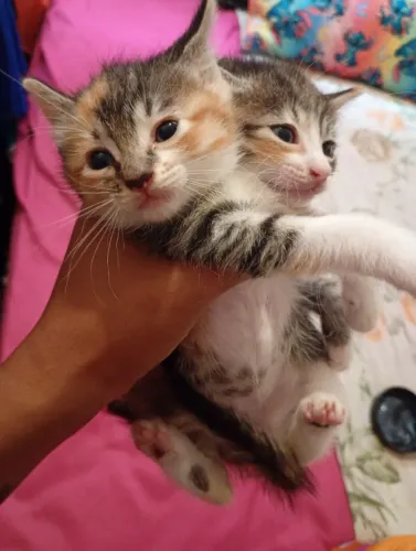Doação de 2 gatinhos