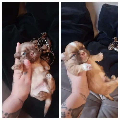 Shih tzu 