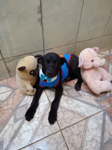 Doação de cachorro filhote macho