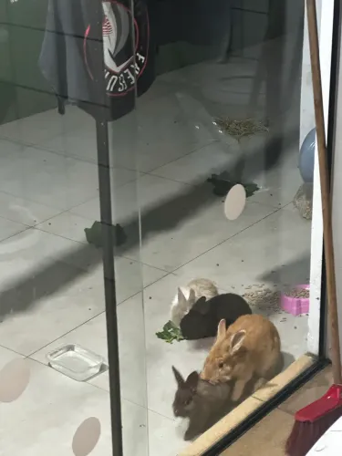 Vendo coelhos