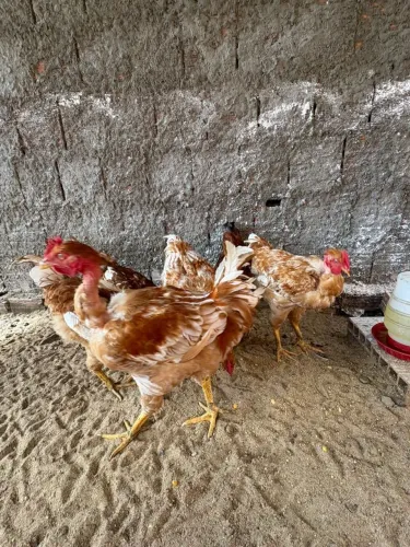Venda de frangos caipirão.<br>2