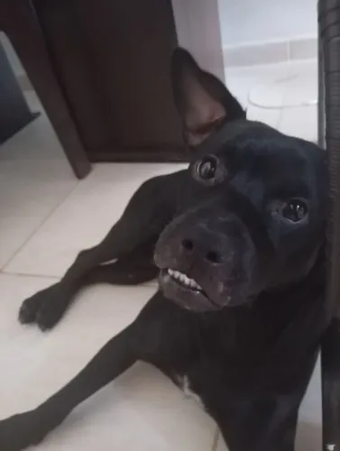 Doação de cachorro dócil