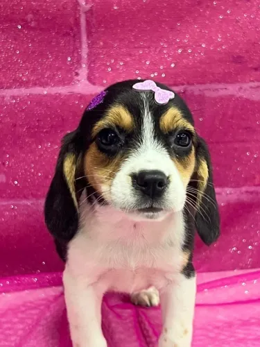beagles LINDO