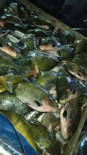 Vendas de Peixe ?