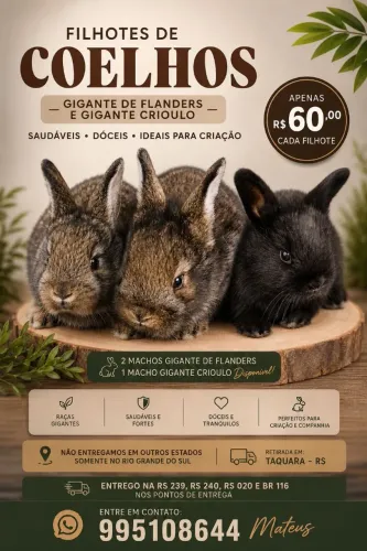 Vendo coelhos gigante Flanders e gigante crioulo
