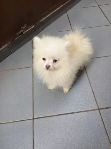 Vendo Spitz alemão machinho mini 