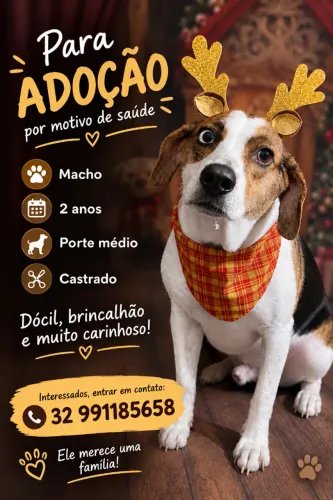Cachorro 