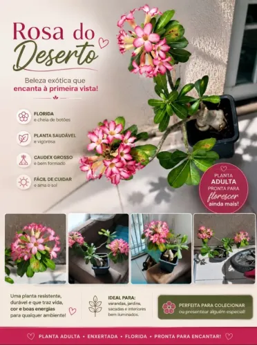 Rosa do Deserto Linda e Florida