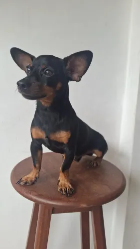 Vendo Pincher de um ano.