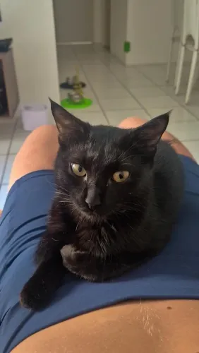Doação Gatos