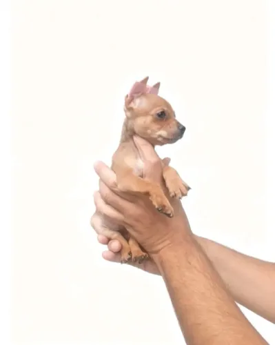 Pinscher 