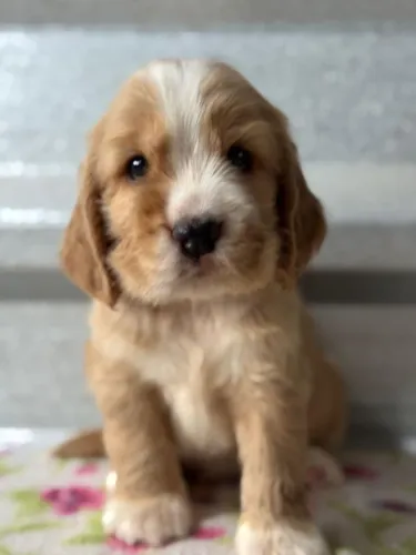 Cocker Spaniel Inglês | Vacinado e Vermifugado - Chama no WhatsApp