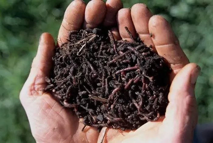 Minhoca da Califórnia 