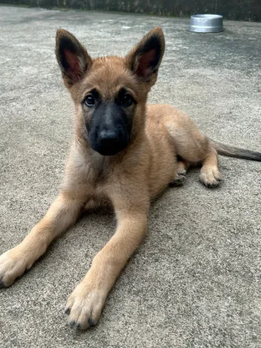 Pastor belga de malinois