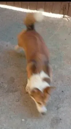 Fêmea Corgi 1 ano e 6 meses