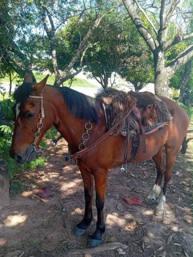 Cavalo macha picada